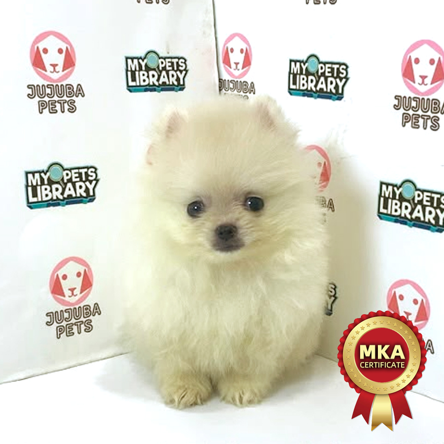 MKA Pomeranian Puppy