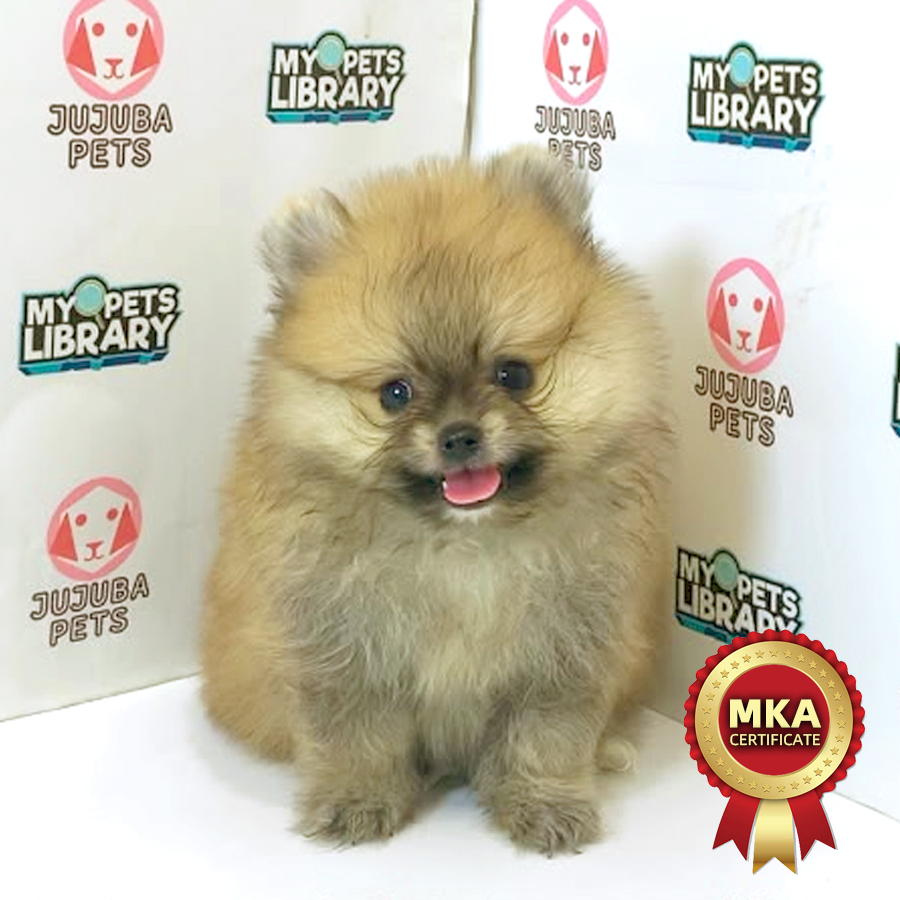 MKA Pomeranian Puppy