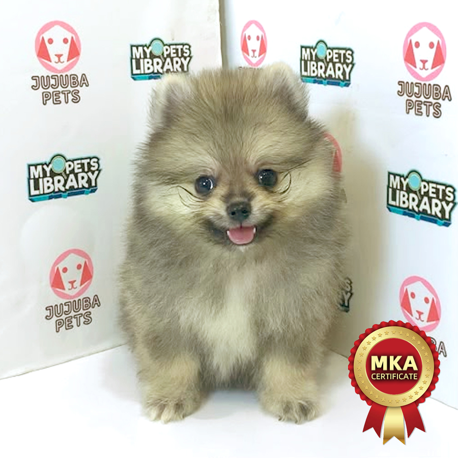 MKA Pomeranian Puppy