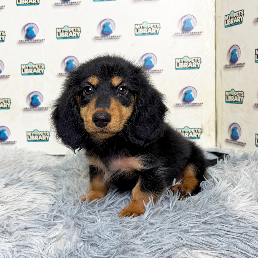 Long Coat Daschund Puppy