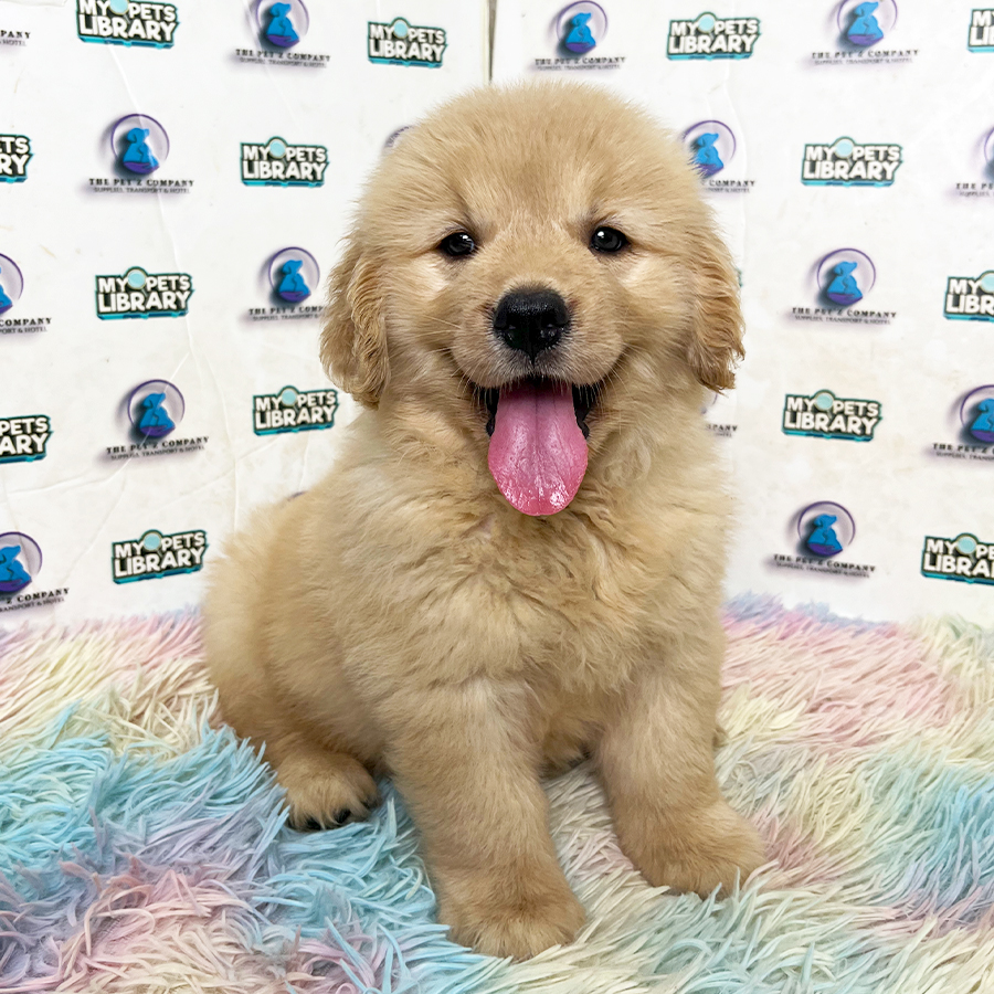Golden Retriever Puppy