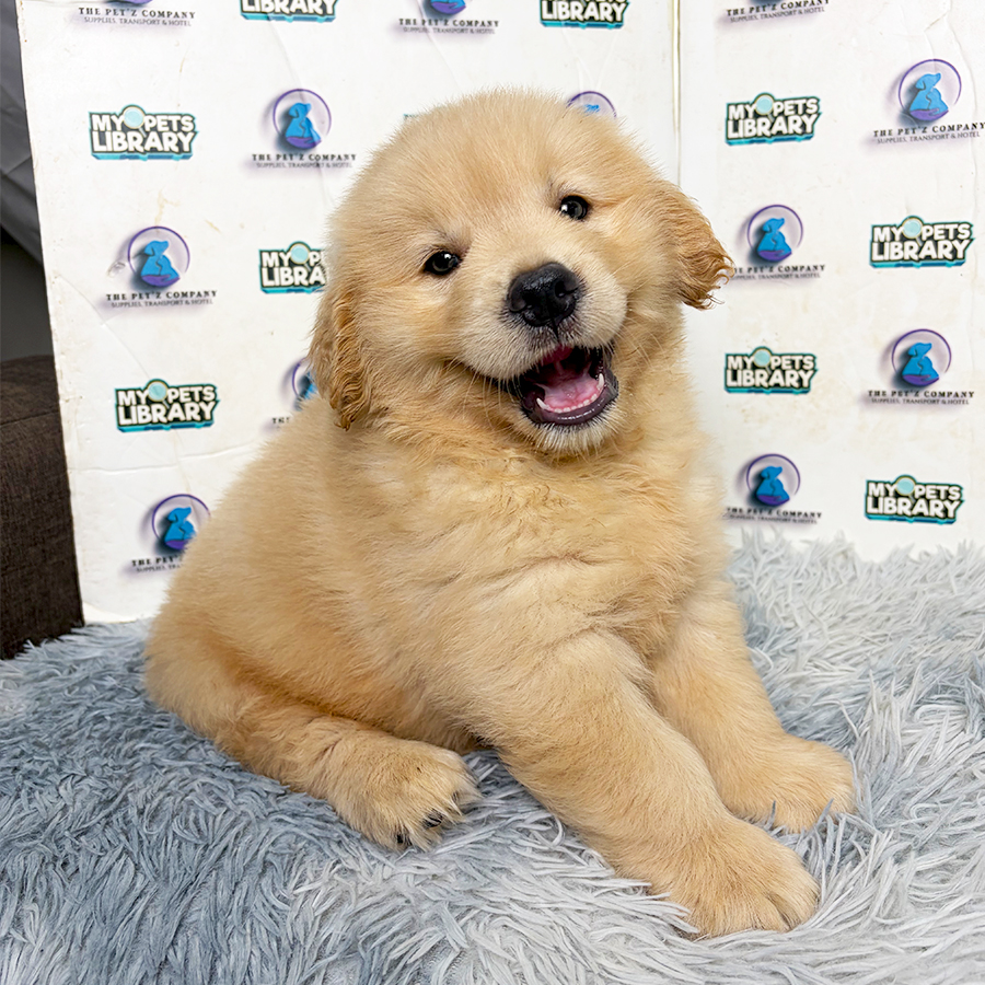 Golden Retriever Puppy