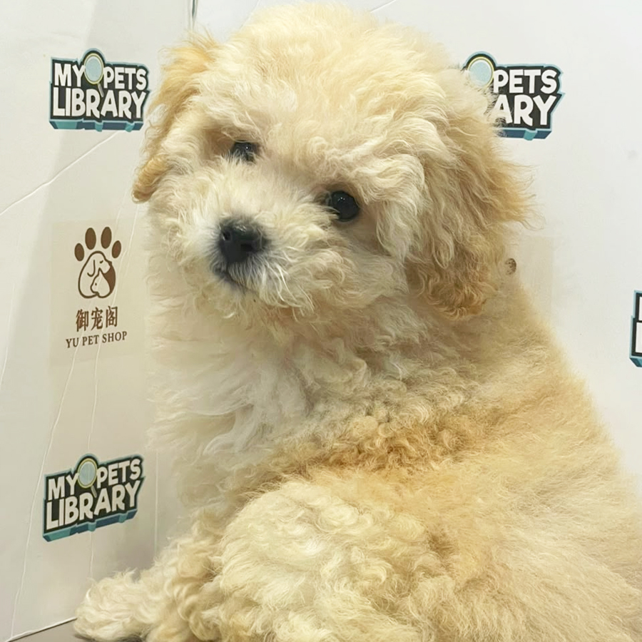Toy Poodle Puppy