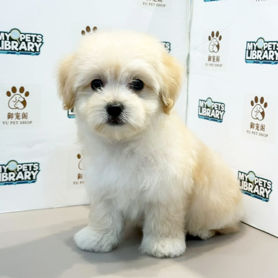 Maltipoo Puppy