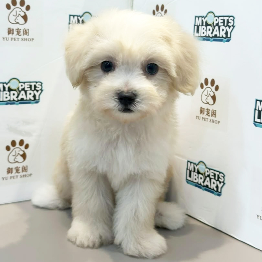 Maltipoo Puppy