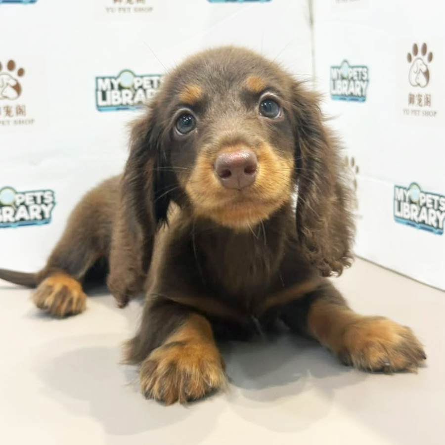 Daschund Puppy