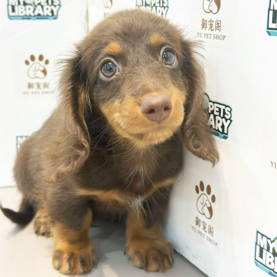 Daschund Puppy