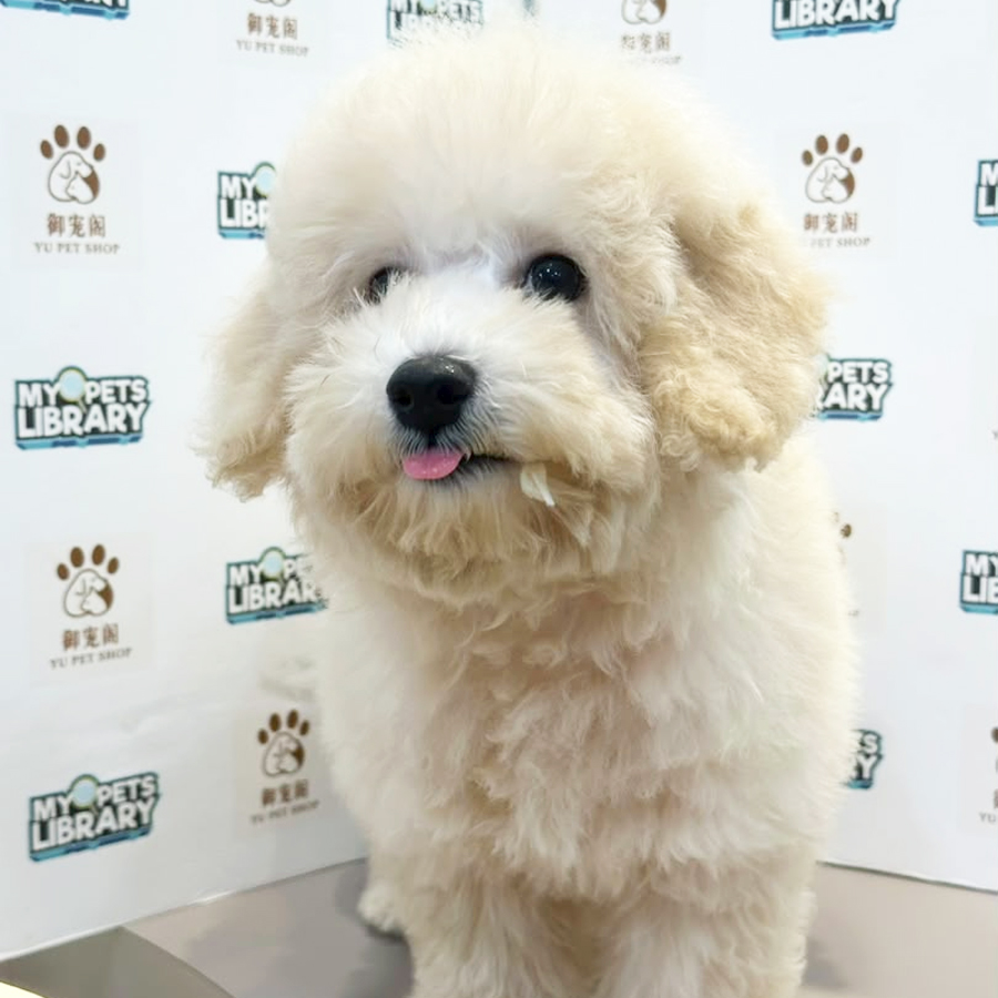Maltipoo Puppy
