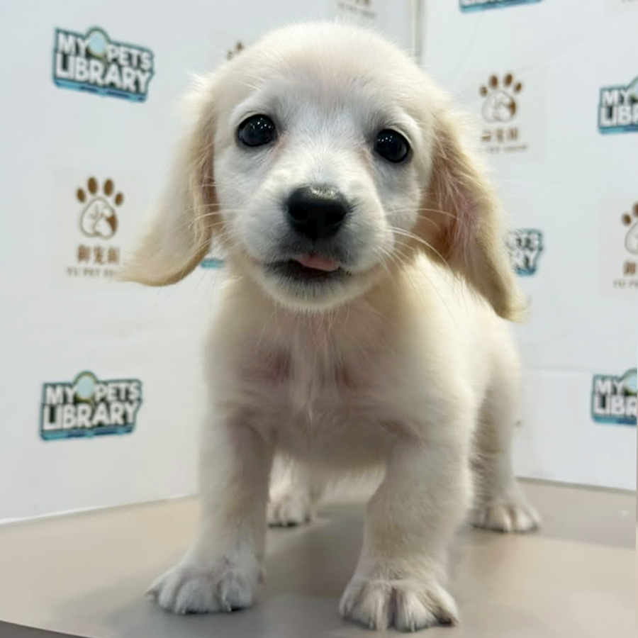 Daschund Puppy