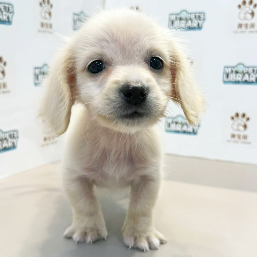 Daschund Puppy