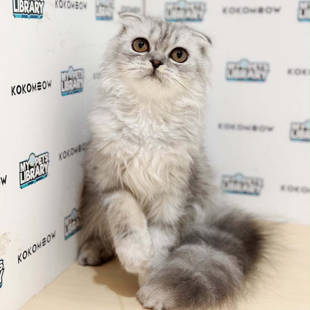 Scottish Persian Kitten