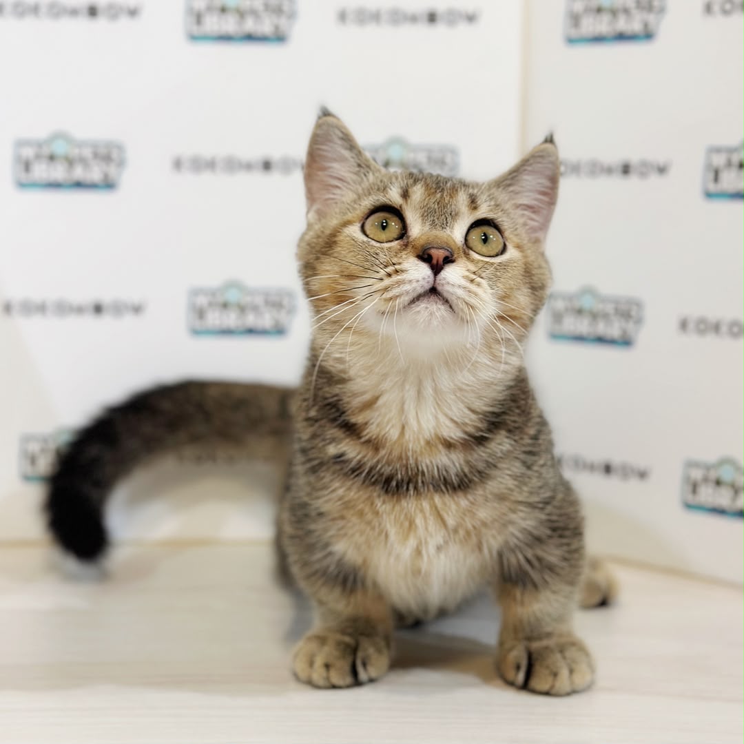 Super Short Munchkin British Shorthair Kitten