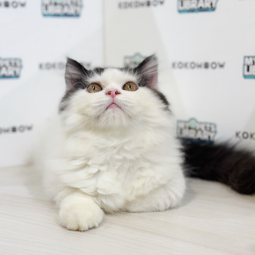 Persian Kitten