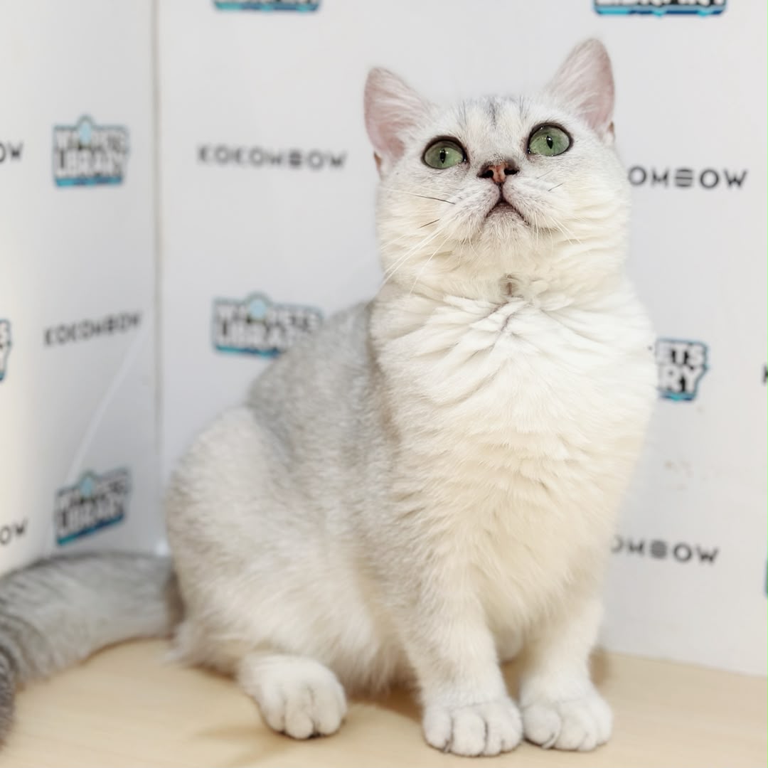 Munchkin British Shorthair Kitten