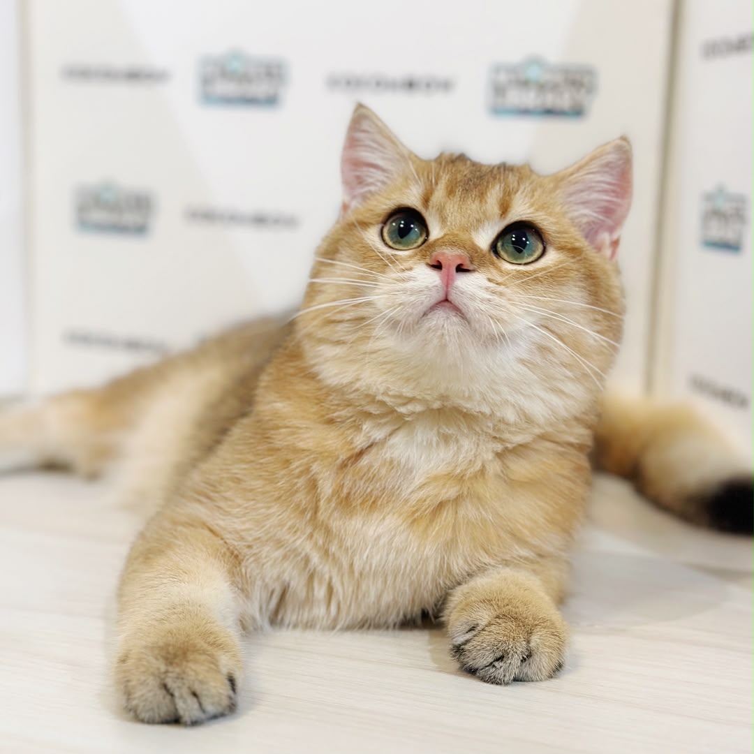 British Shorthair Kitten