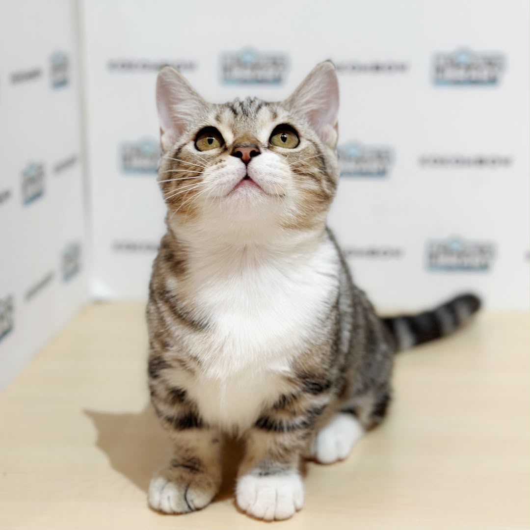 Short Munchkin American Shorthair Kitten