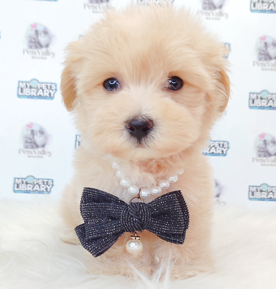 maripooh　1001 Micro Maltipoo Maltipoo