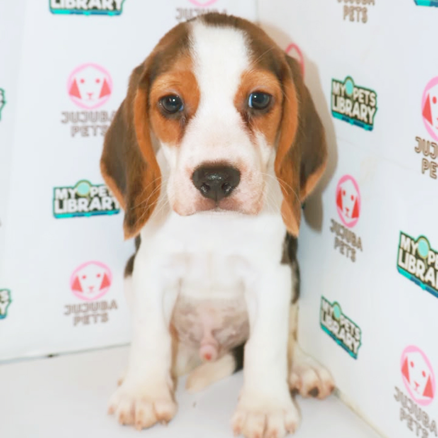 Beagle Puppy
