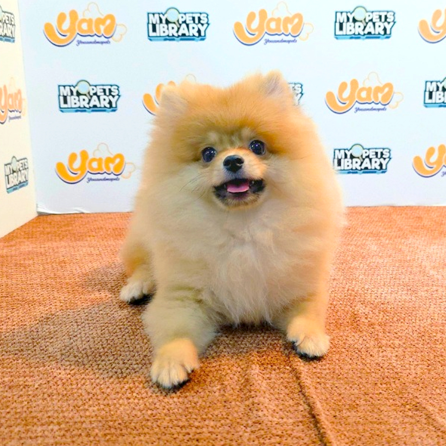 Pomeranian Puppy