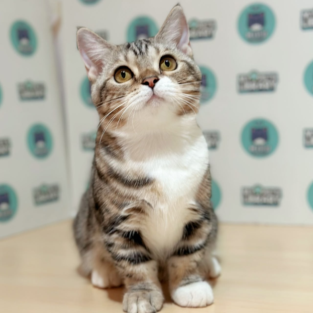 Short Munchkin Amerian Shorthair Kitten