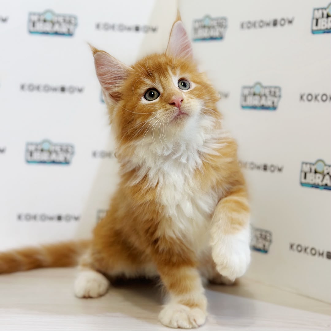 Maine Coon Kitten