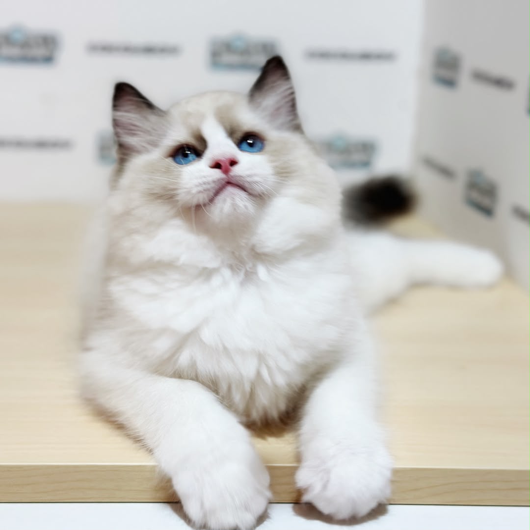 Ragdoll Kitten
