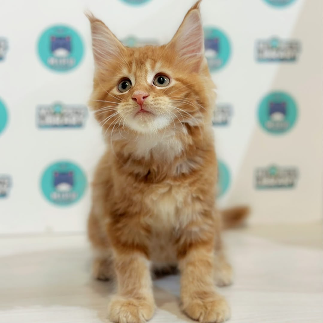 Maine Coon Kitten